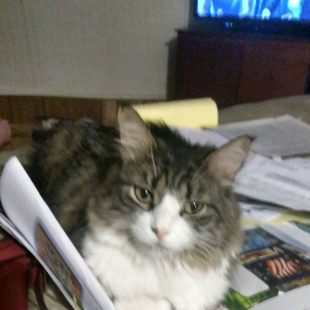 Meet your Posher, Cheryl